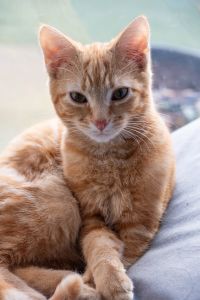 Ozzy the secret cat